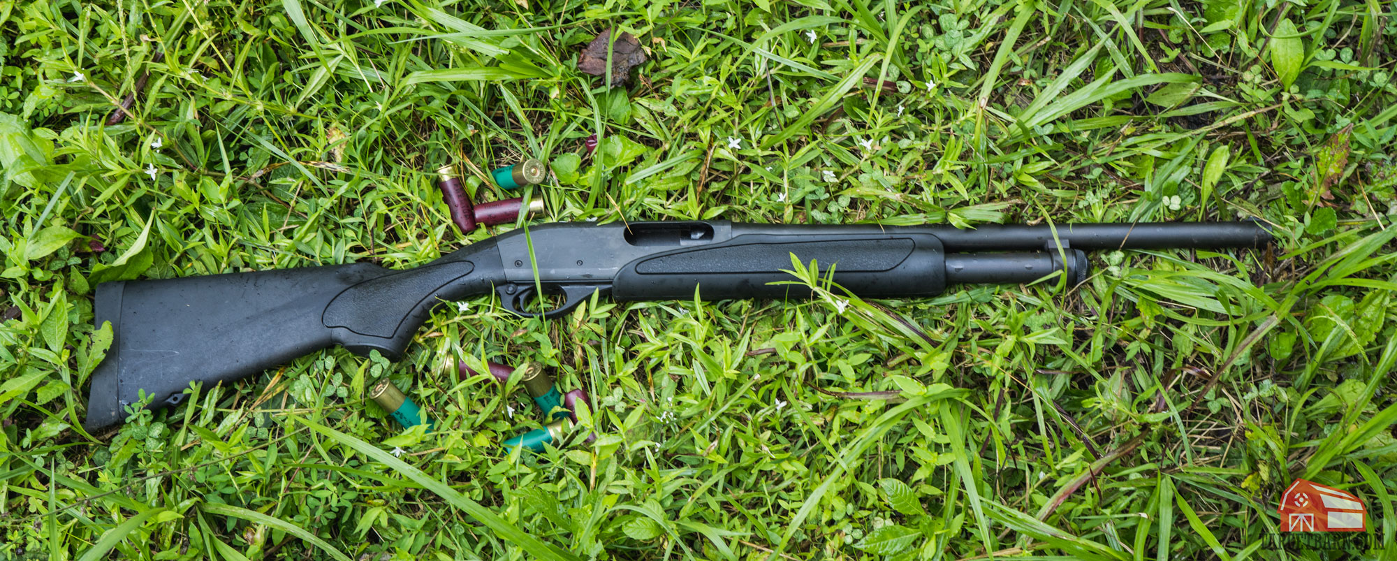 a shotgun and 12ga shells in the grass